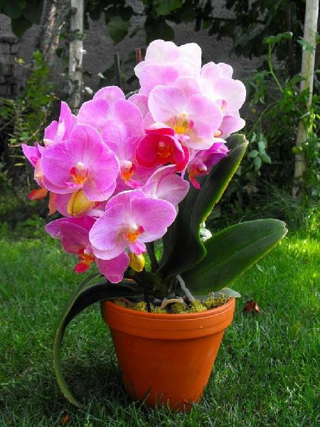 Artificial Orchid Flower Plant