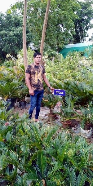 Cycas   Plant