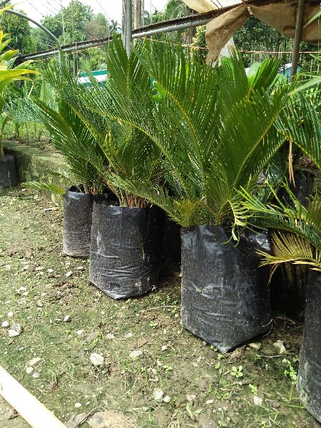 Cycas Plant