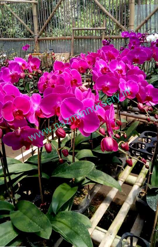 Moth Orchid Various Hybrid Plant