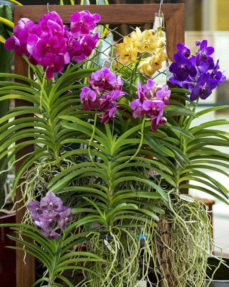 Orchids flowers plants