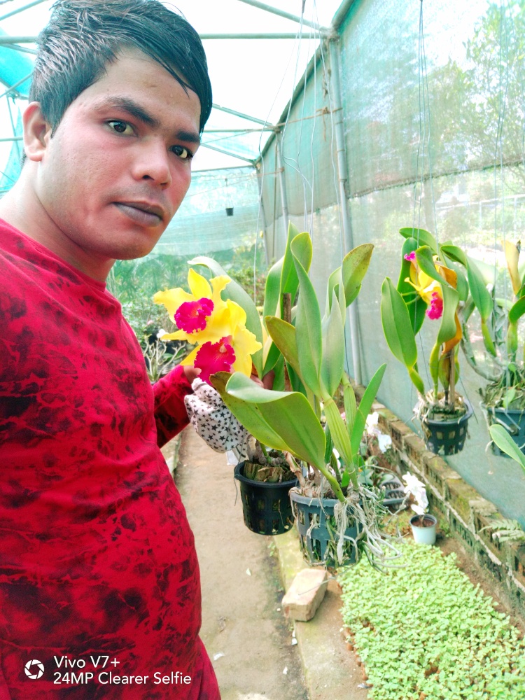 Orchids flowers plants