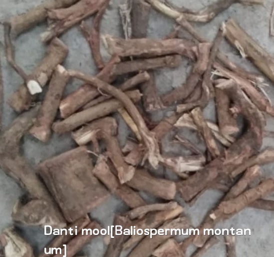 Danti Mool