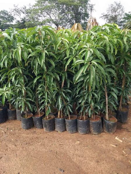Mango Malda Grafted Plant