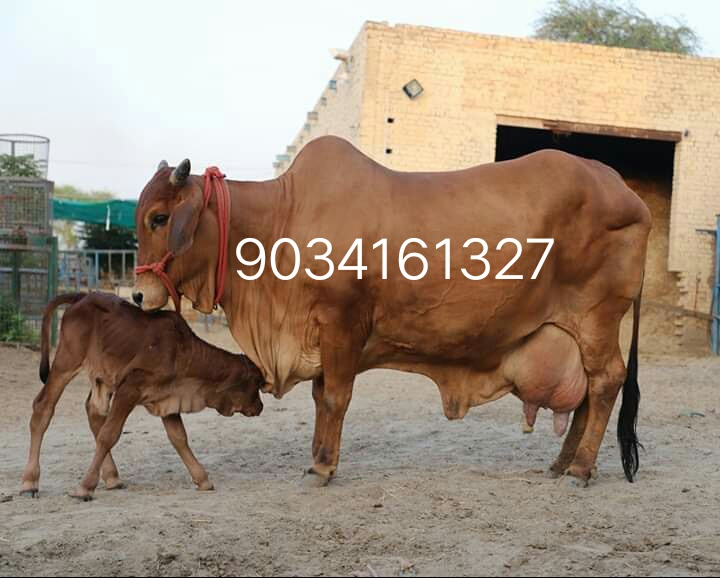 Milking sahiwal Cows
