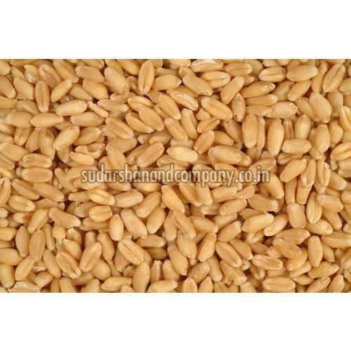 Whole Wheat Grain