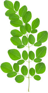 Organic Moringa Leaves