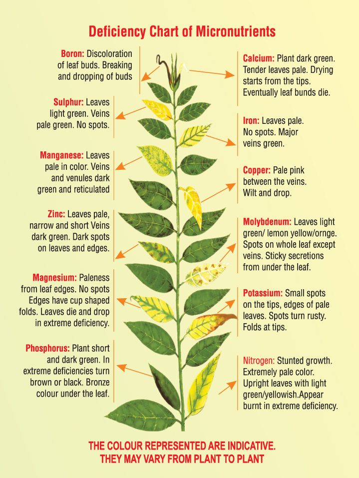 Soybean Plant Deficiency