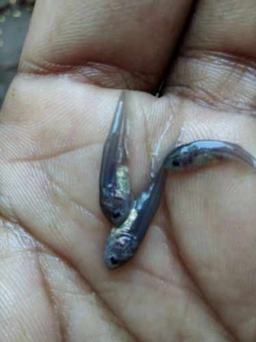 Chital Fish Seeds