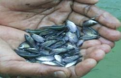 Gurame Fish Seeds
