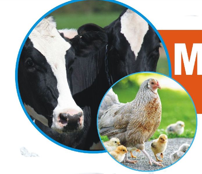 Multi Vita-H Multivitamin Liquid Animal Feed Supplement Manufacturer  Exporter in Saharanpur India