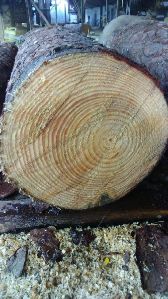Southern Yellow Pine Wood Logs