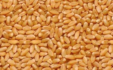 HI 8498 Wheat Seeds