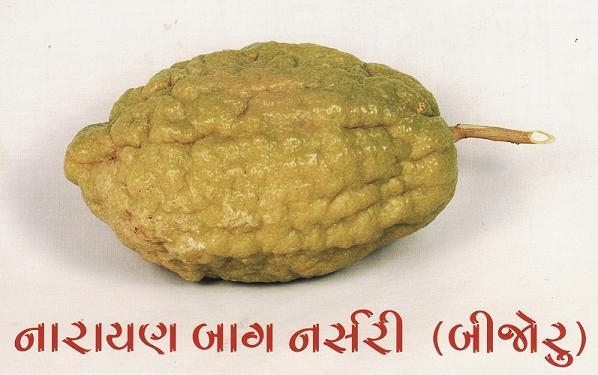 Citrus ( Bijora, બિજોરુ ) fruit