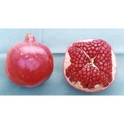 Mridula Pomegranate