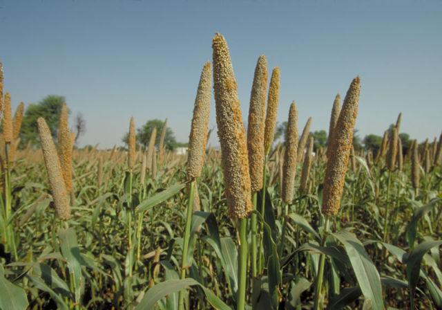 Pearls Millets