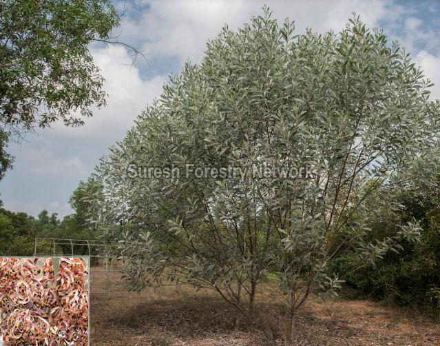 Acacia Holosericea