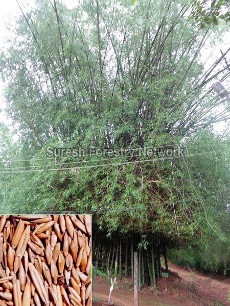 Bambusa Arundinacea