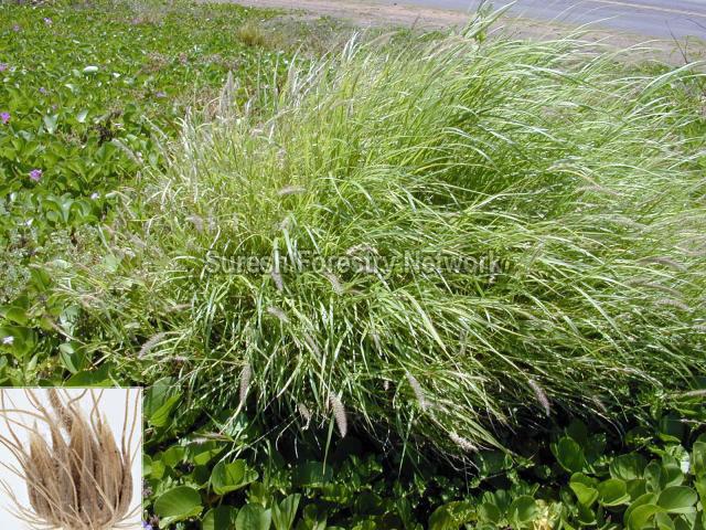 Cenchrus Ciliaris ( Buffel Grass )