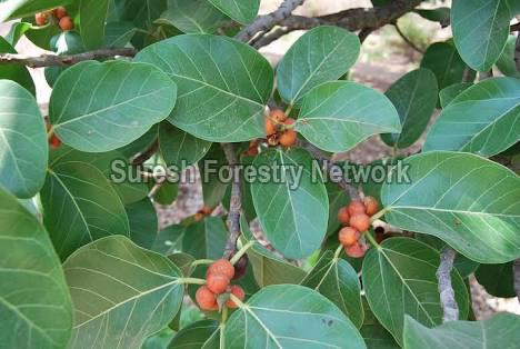 Ficus Benghalensis