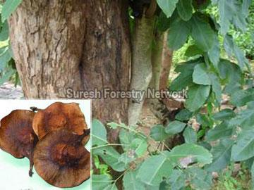 Pterocarpus Marsupium