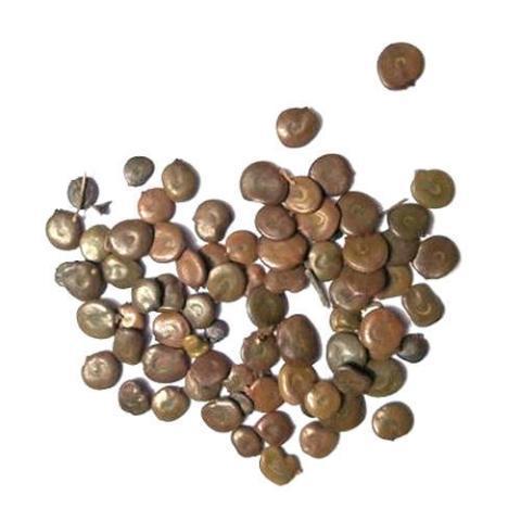 Acacia Catechu Herbal Seeds