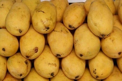 Fresh Safeda Mango