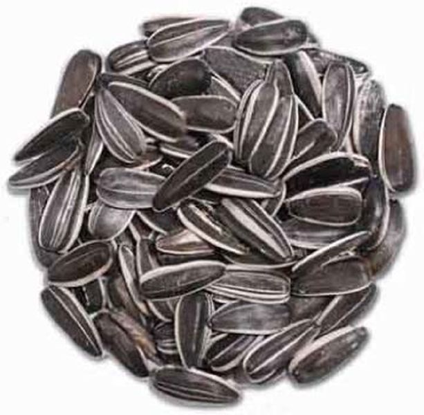 Sunflower Oil Seeds