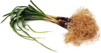 Fresh Garlic Root