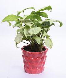 Airpurifing Indoor Plants