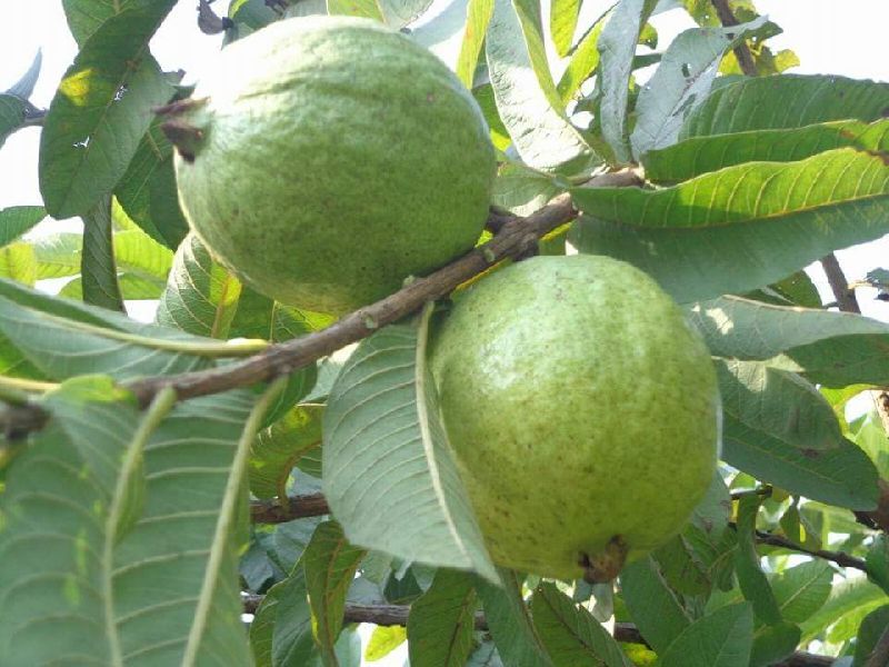 Allahabad Guava Plants