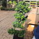 Ficus S Shape Plants