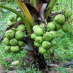 Green Coconut Plants
