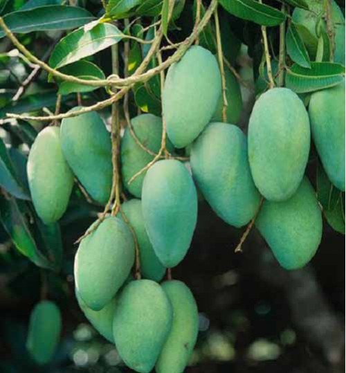 Langra Mango Plants
