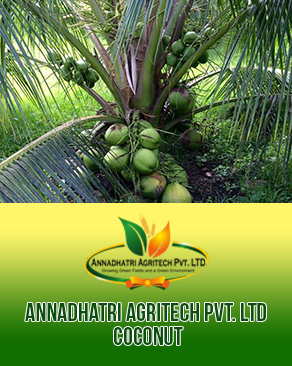 Malaysian Coconut Plants