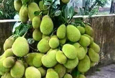 Thai Jackfruit Plants