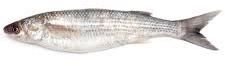Live Mullet Fish