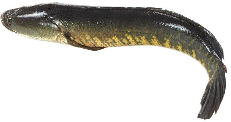 Live Murrel Fish Seeds