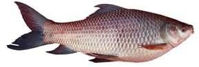 Live Rohu Fish