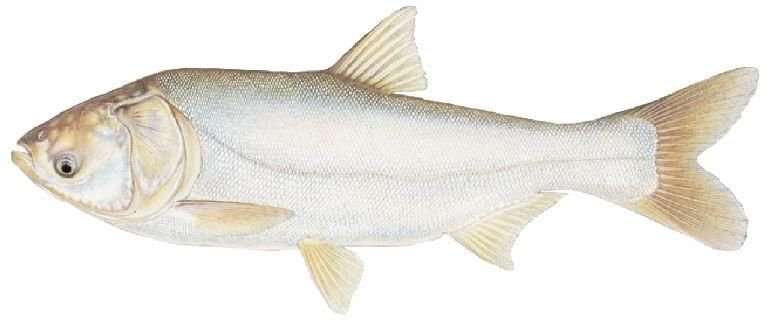 Live Silver Carp Fish