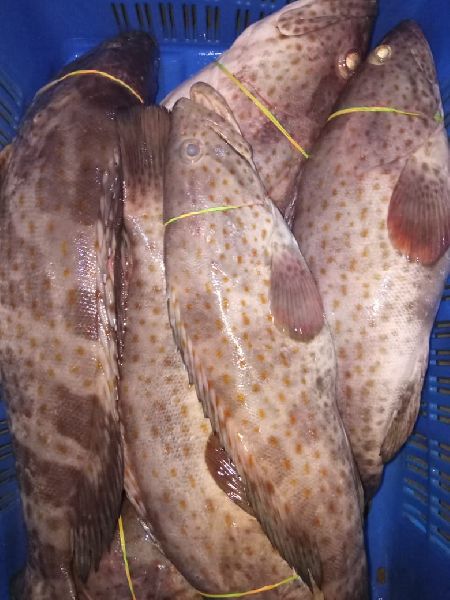 Brown Spotted Grouper Fish