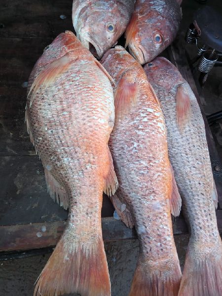 Red Snapper Fish
