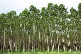 Eucalyptus Wood