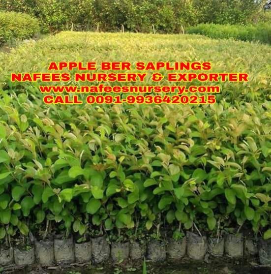 plant ber fruit quote