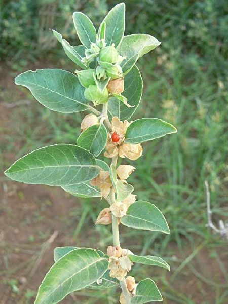 Ashwagandha Herb