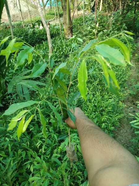 Aquilaria malaccensis Plant
