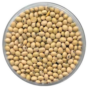 Indian Soybean Seeds