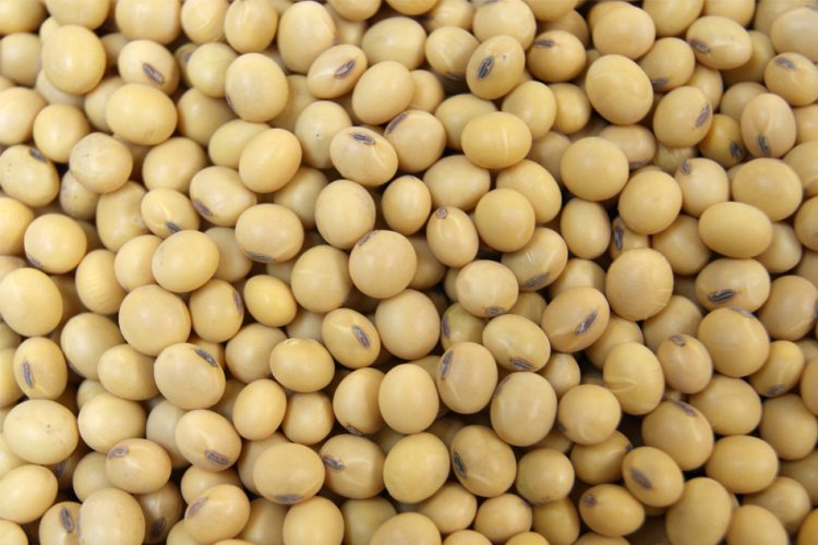 Natural Soybean Seeds