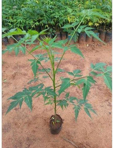 Malabar Neem Plant