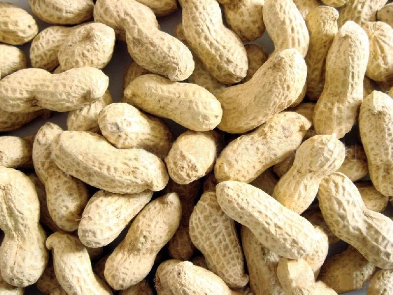 Bold Shelled Peanuts